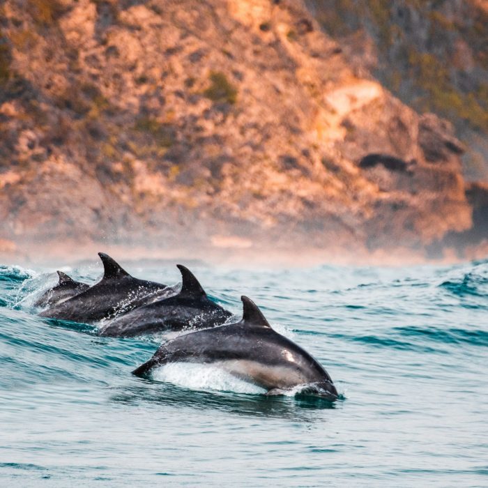 redcharlie-redcharlie1-qtHhv2NE1Vo-unsplash